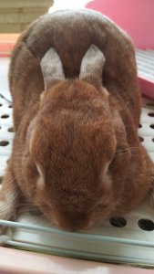 うさぎ