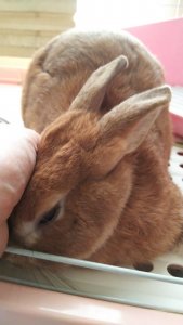 うさぎ